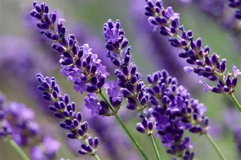 Kvety levandule v záhrade