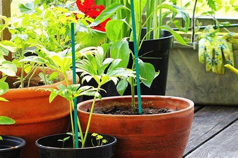 Ilustrácia premokrenej pôdy a hniloby koreňov