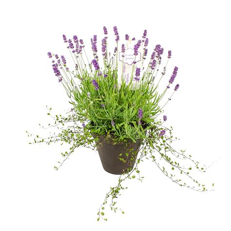 Levanduľa pestovaná v kvetináči