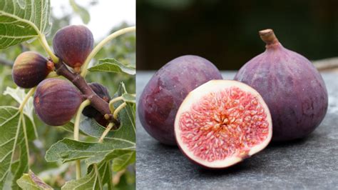 Mapa s vyznačenými vhodnými oblasťami pre pestovanie figovníka na Slovensku