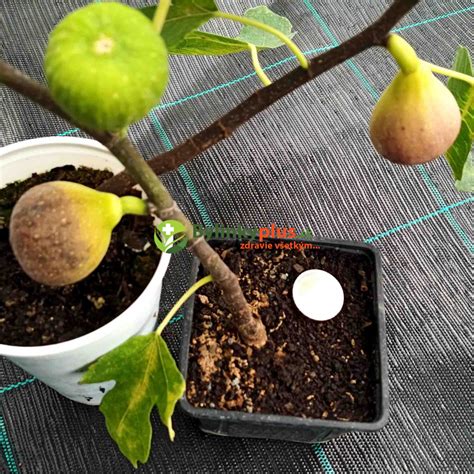 Figovník v kvetináči na balkóne