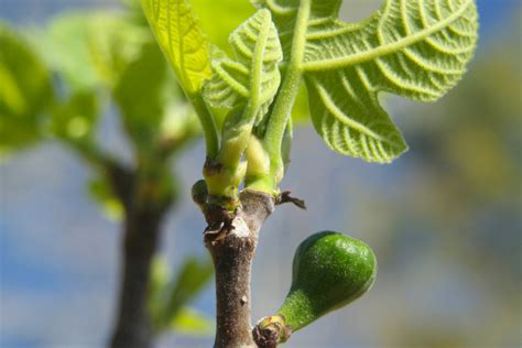 Ilustrácia zimnej ochrany figovníka