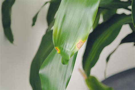 Ilustrácia poškodenia rastliny škodcom