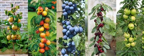 Rôzne druhy ovocných stromčekov