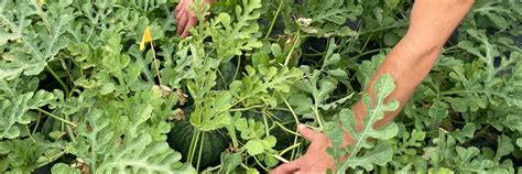 Príprava pôdy na pestovanie melónov