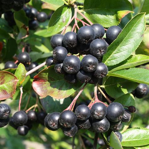 Arónia čiernoplodá ako ker