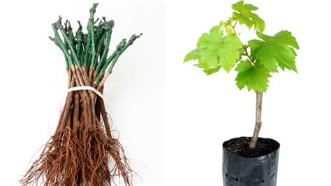 Výsadba sadenice arónie