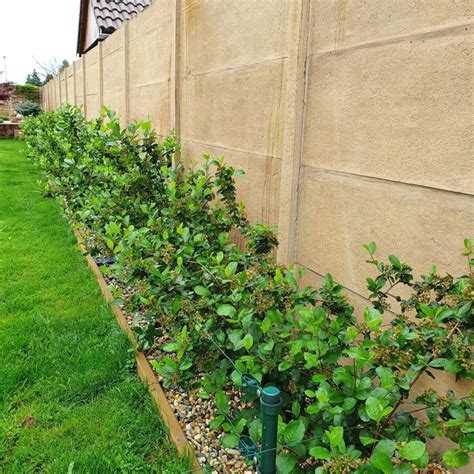 Živý plot z arónie