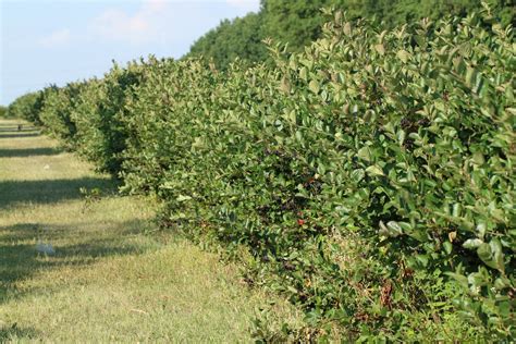 Rôzne odrody arónie