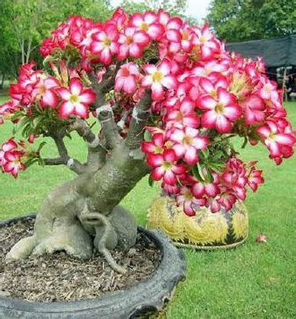 Púštna ruža so zhrubnutým kmeňom a farebnými kvetmi