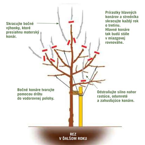 Schéma správneho rezu púštnej ruže