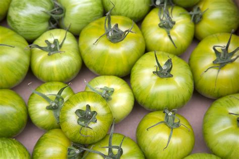 Zber zrelých paradajok