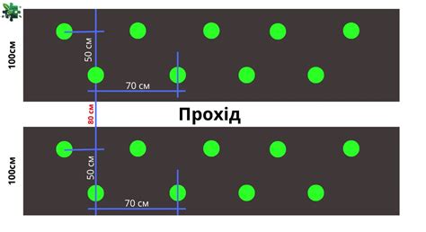 Schéma správnej výsadby malinového kríka