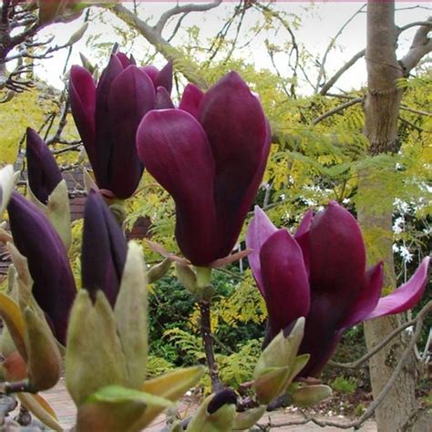 Kvitnúca magnólia Lily (odroda Nigra)
