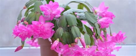 Vianočný kaktus s farebnými kvetmi