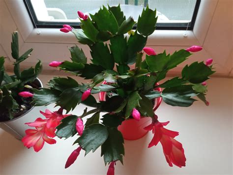 Schéma optimálnych podmienok pre vianočný kaktus