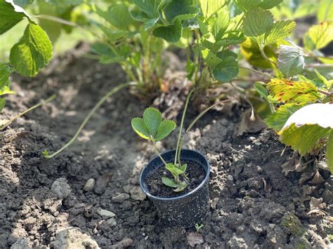 Štruktúra rastliny jahody s poplazmi a novými rastlinkami