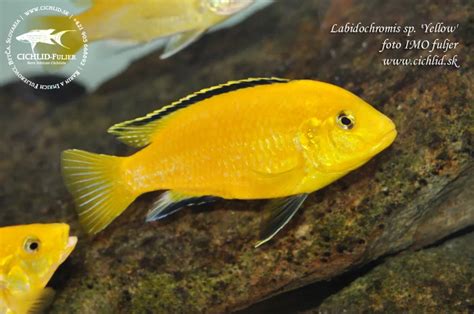 Mladé cichlidy
