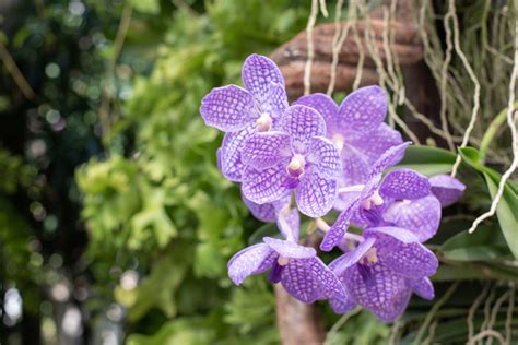 Orchidea Vanda s charakteristickými vzdušnými koreňmi