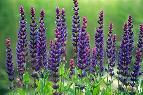 Šalvia lekárska v záhrade