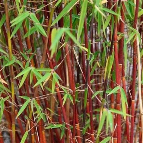 Rôzne druhy bambusov v záhrade