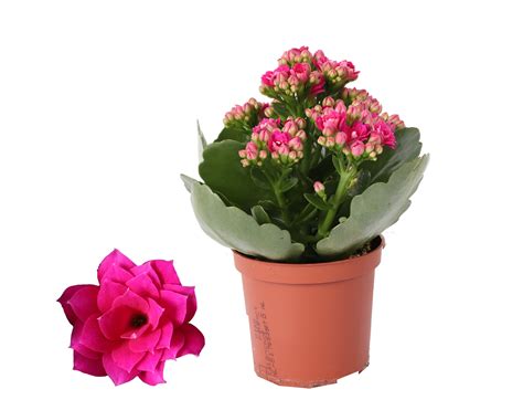 farebné kvety kalanchoe