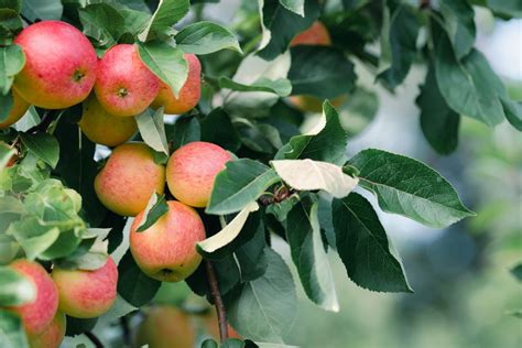 zrelé mandarínky na strome
