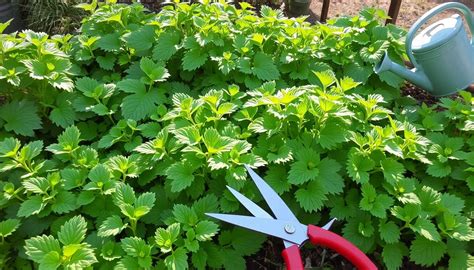 Ilustrácia strihania Dichondry