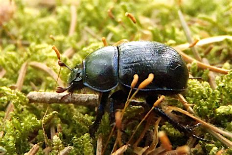 Škôdca špargle - chrobák