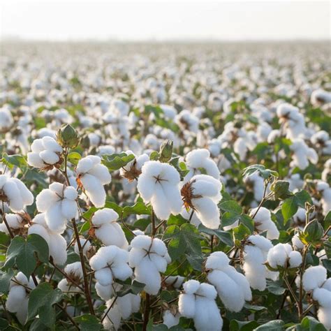 Experimentálne pestovanie bavlny na Slovensku