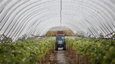 Zavlažovanie bavlníkových polí