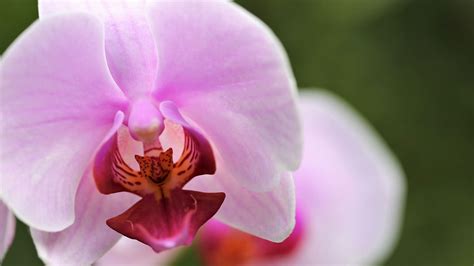 Krásna orchidea