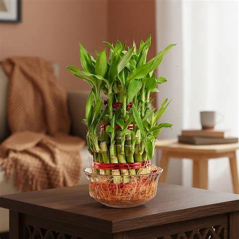 Lucky Bamboo v nádobe s vodou
