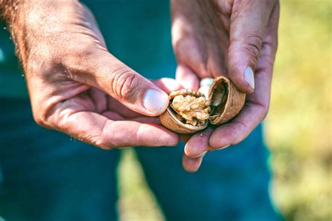Vývoj plodov orecha