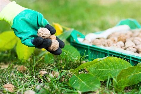 Zber a sušenie orechov