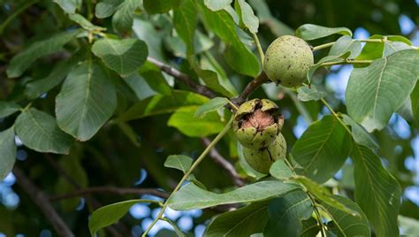 Štruktúra orecha kráľovského