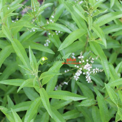 rastlina lípia sladká