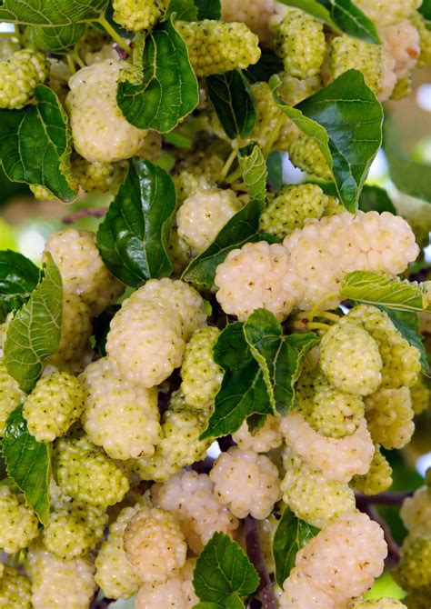 Plody bielej a čiernej moruše