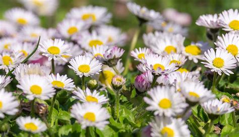 Rôzne odrody sedmokrások