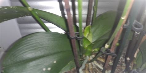 Fotografia zdravej orchidey s novými listami a koreňmi