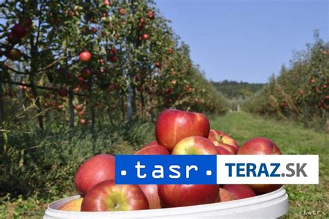 Ilustrácia správneho skladovania jabĺk