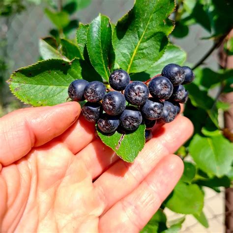 Arónia v rôznych fázach rastu