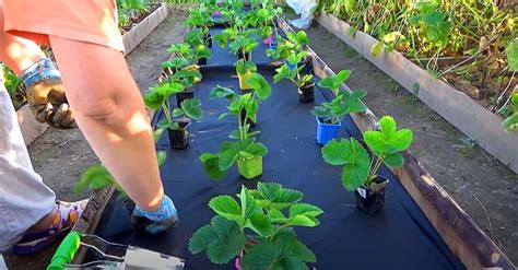 Schéma vertikálneho pestovania jahôd v PVC rúre