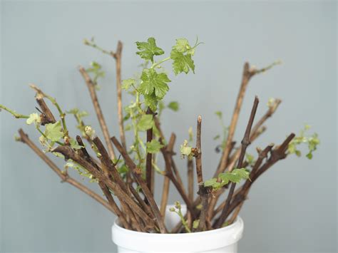 Odrezky vŕby pripravené na zakorenenie