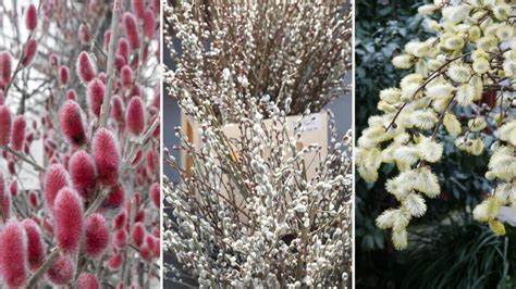 Vŕba s nádhernými jarnými bahniatkami