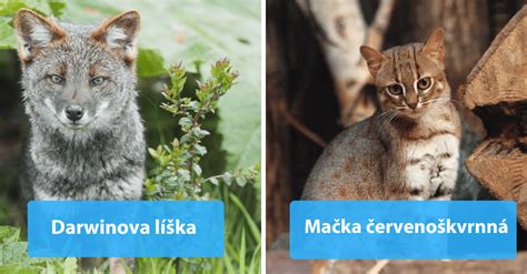 Rozmanitosť druhov papradí vo voľnej prírode