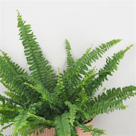 Nefrolepka vznešená (Boston Fern) v interiéri