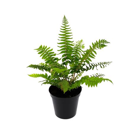 Symbolika kvetu papradia v slovanskej mytológii