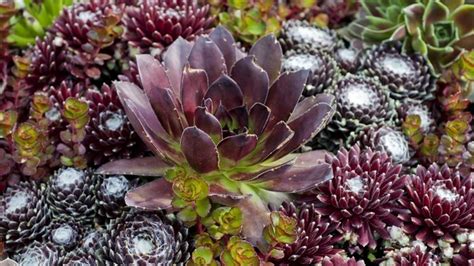 Ilustrácia rôznych druhov skalných ruží