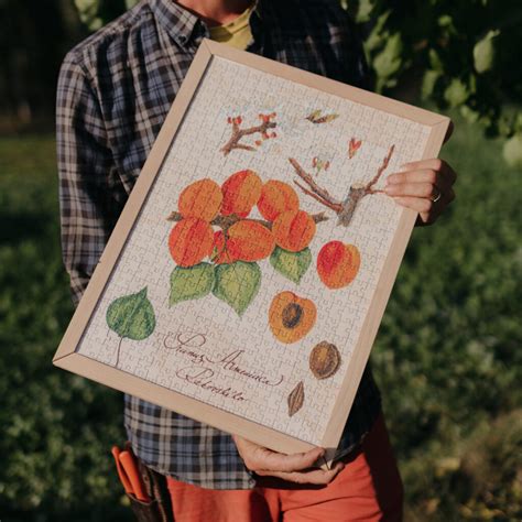 Ilustrácia piliarky egrešovej a jej húsenice